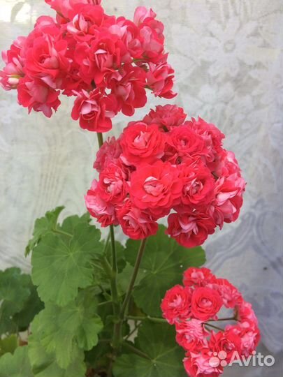 Сортовая герань