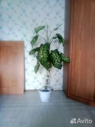 Цветы для дома и офиса