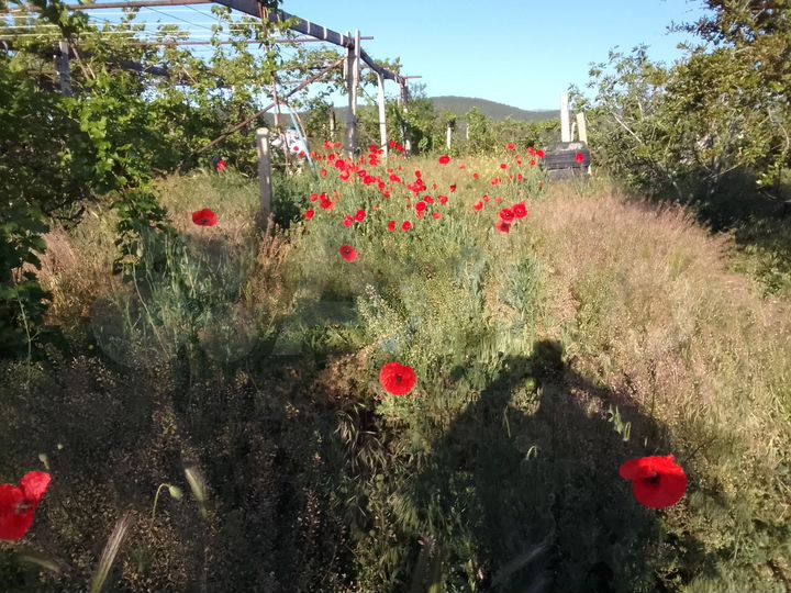 Участок 10 сот. (СНТ, ДНП)