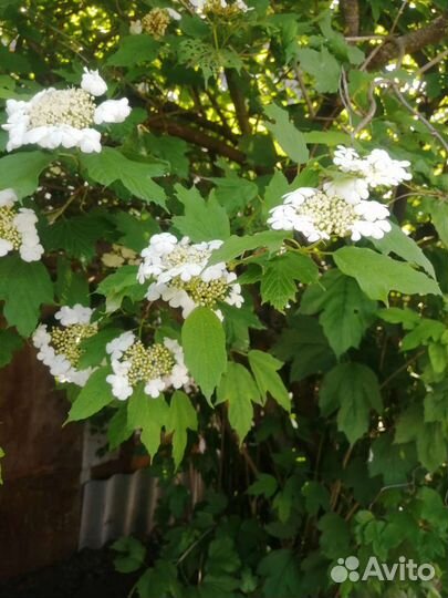 Калина красная плодовая саженец