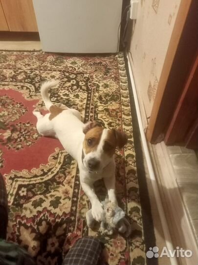 Самец готов для вязки