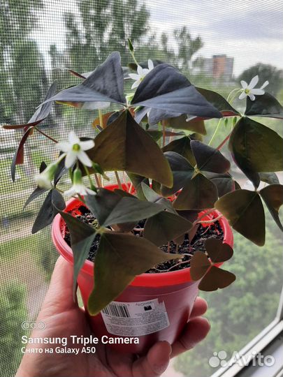 Комнатные цветы кислица