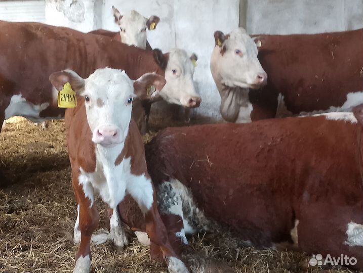 Телята герефорды