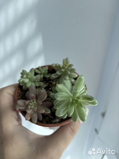 Суккуленты, седум