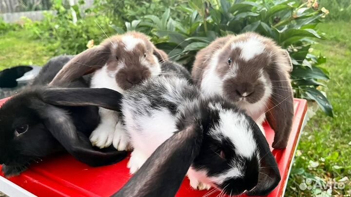 Кролики,крольчата