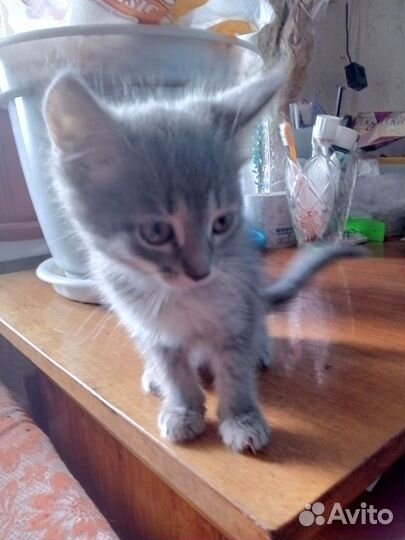 Котята в добрые руки бесплатно