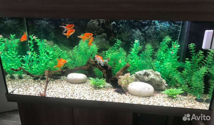 Чистка аквариума под ключ