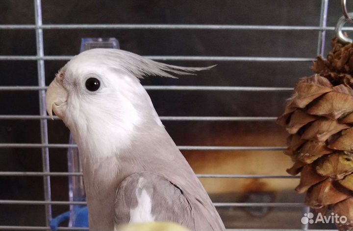 Корелла птенец говорящий и пары шикарных окрасов