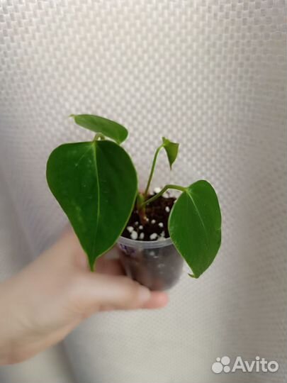 Антуриумы Семпре, Джейд, Оранж