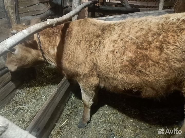 Продается Корова