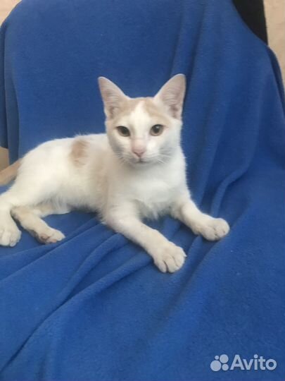 Классный котик в добрые руки