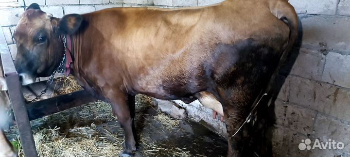 Корова 2