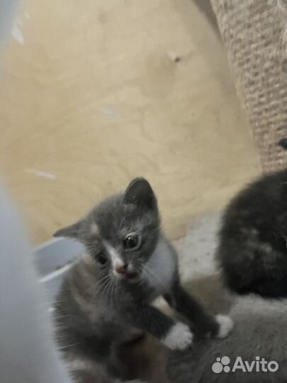 Отдам котят в добрые руки