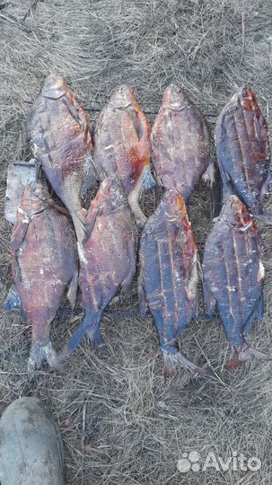 Брусника, черника, малина, рыба