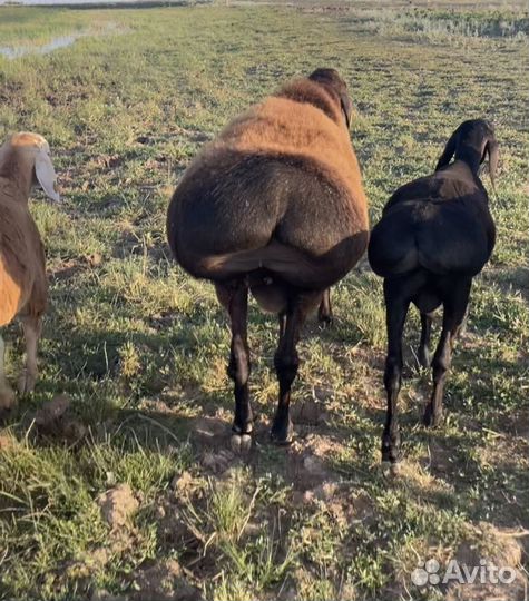 Бараны гиссарские