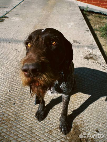 Щенки дратхаара