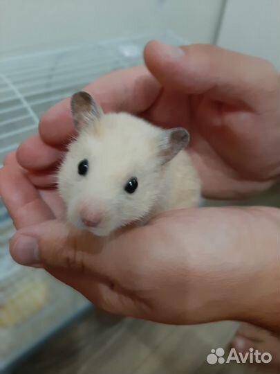 Сирийский хомяк с клеткой