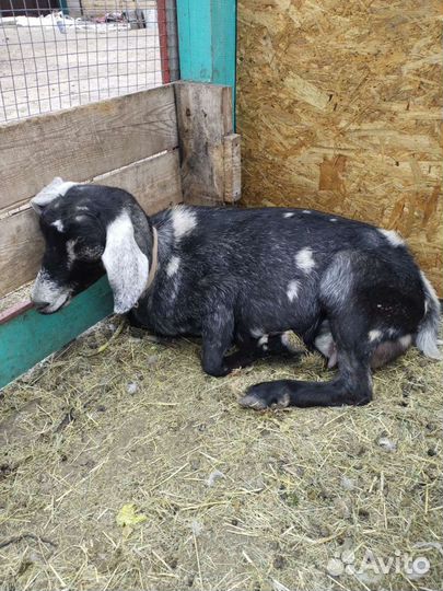 Коза нубийская,поросята