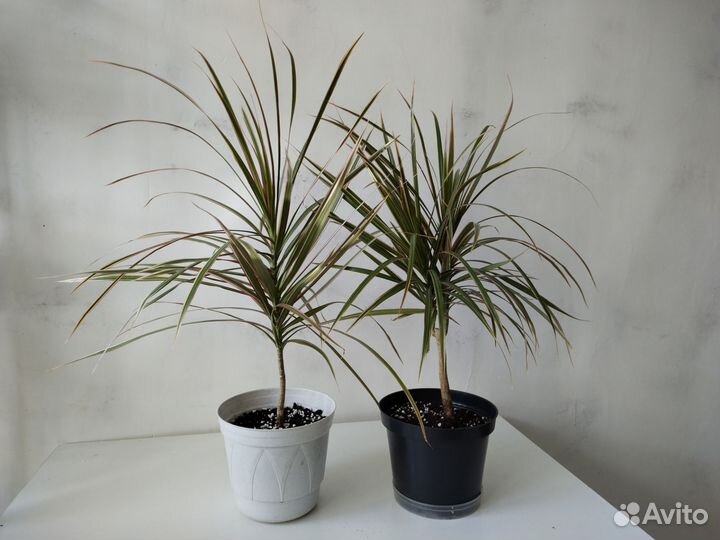 Драцена маргината биколор