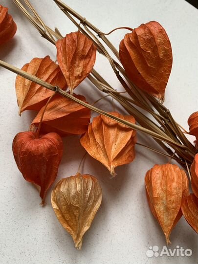 Физалис сухоцвет