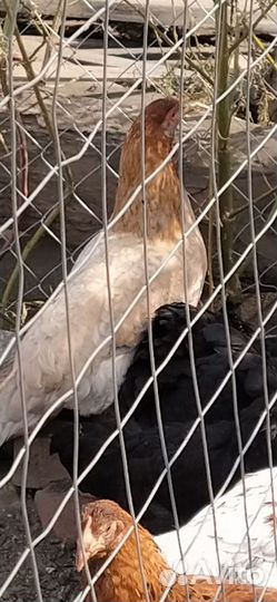 Курочки молодки