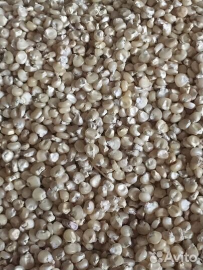 Белая кукуруза