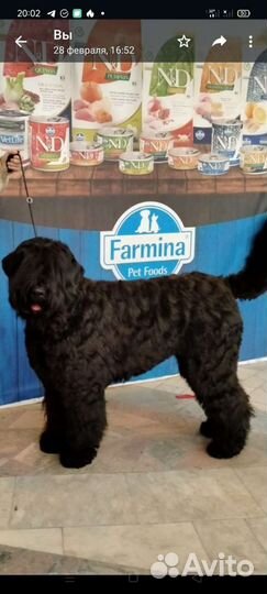 Щенок Черный Русский Терьер