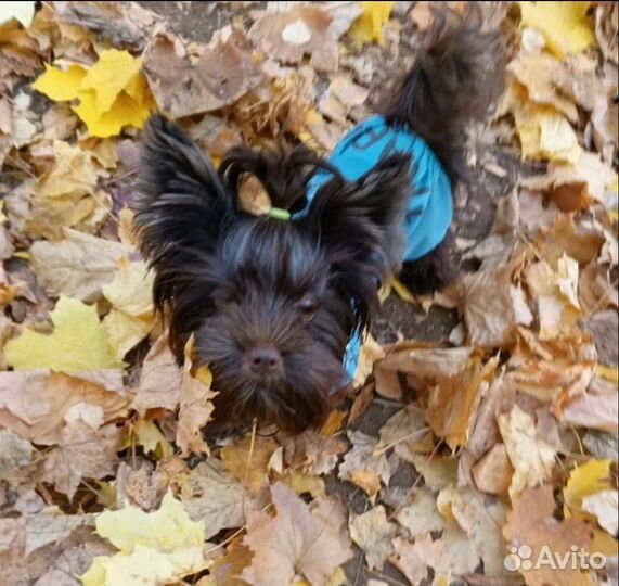 Мини йорк, горький шоколад, вязка