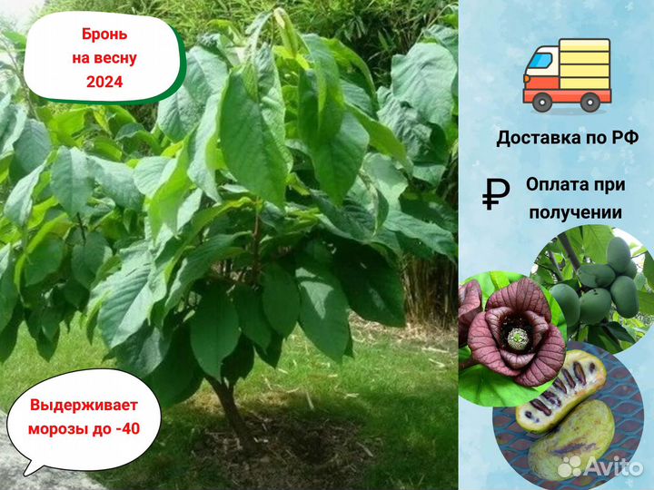 Саженцы Азимины, Русское манго