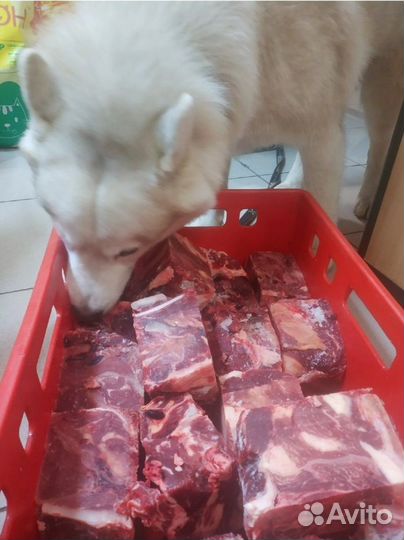 Телятина обрезь корм для собак