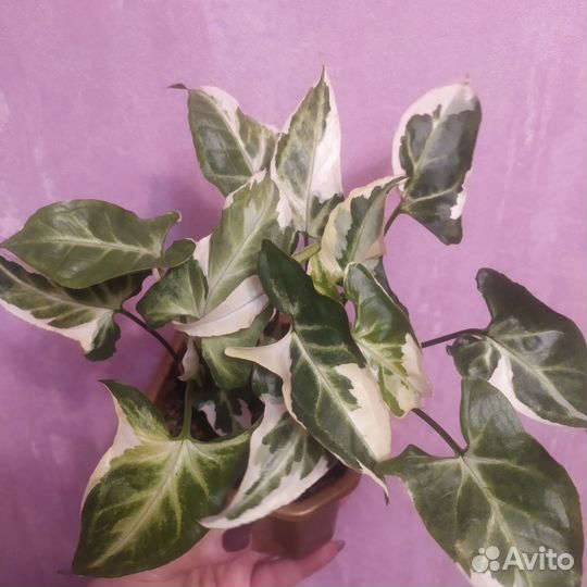 Сингониум Т-25