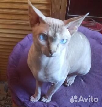 Котята сфинска