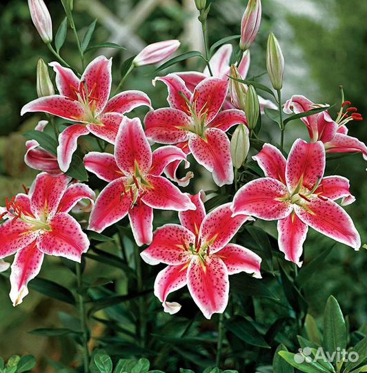 Лилии махровые в горшке