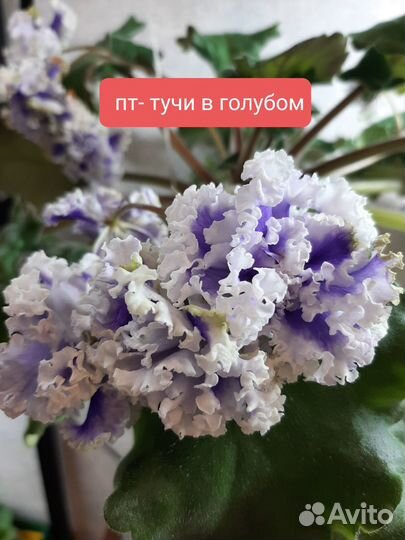 Сортовые фиалки