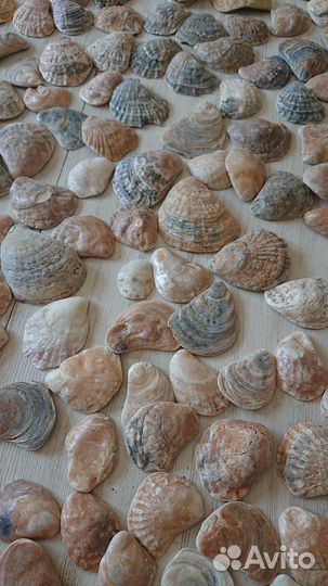 Морские ракушки