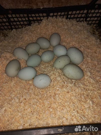 Инкубационное яйцо легбар