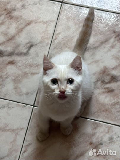 Кошка в дар