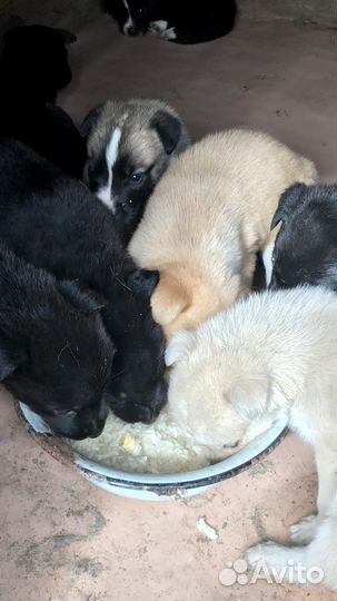 Отдам в добрые руки