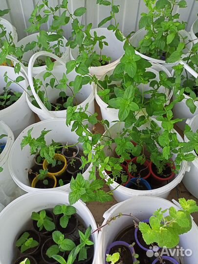 Сортовая мята с разными вкусами и ароматами