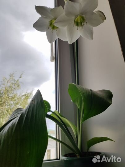 Эухарис амазонская лилия