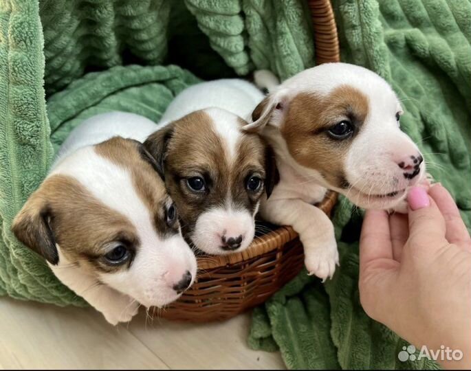 Вязка джек рассел терьер