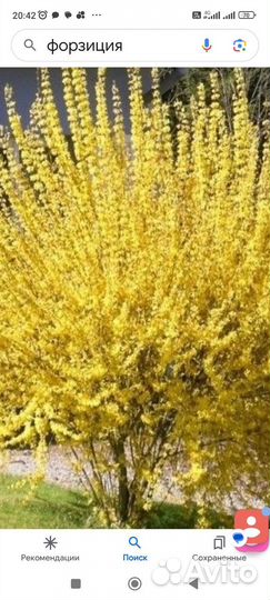 Форзиция саженцы