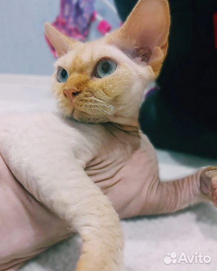 Девон-рекс кот