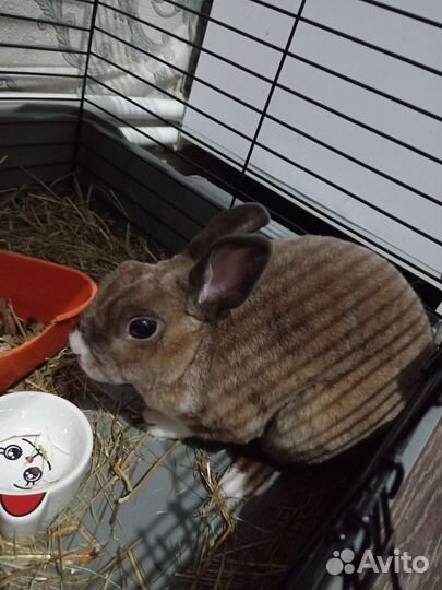 Продам кролика породы карликовый рекс