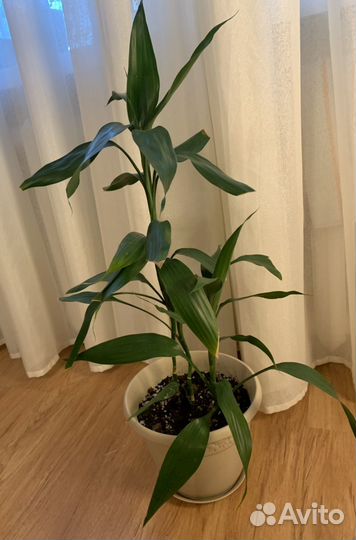 Комнатные растения