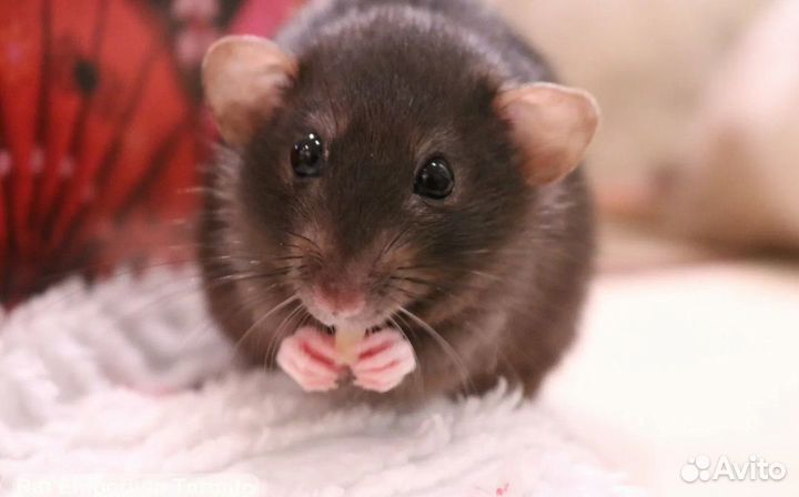 Крысята дамбо