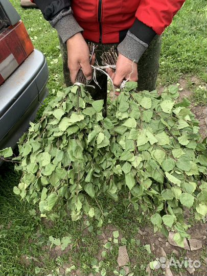 Березовые веники