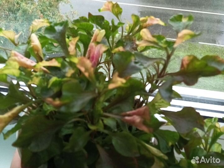 Альтернатера