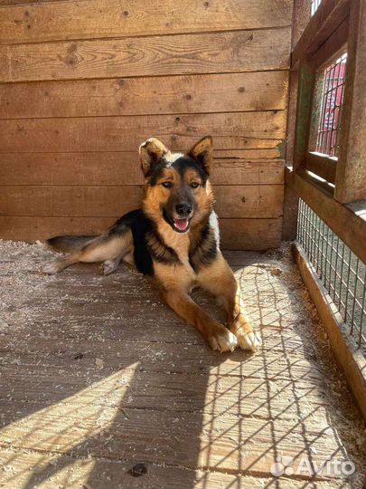 Собака из приюта ищет дом