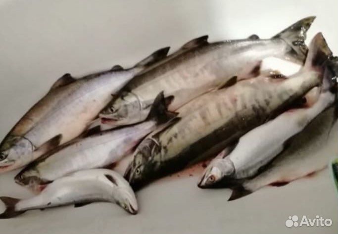 Рыба свежая кета